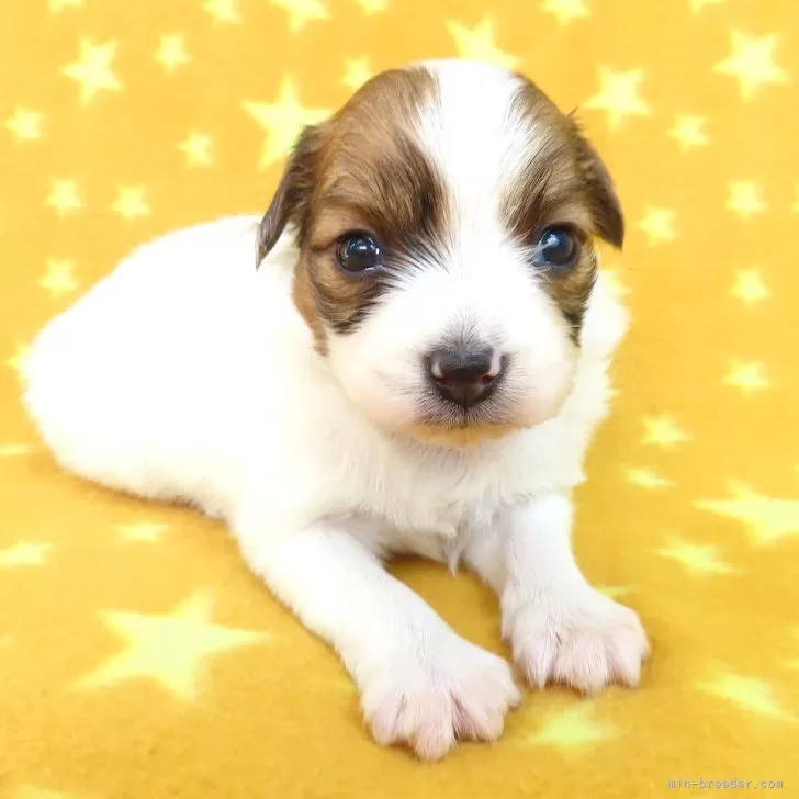 K.H 様のお迎えした子犬