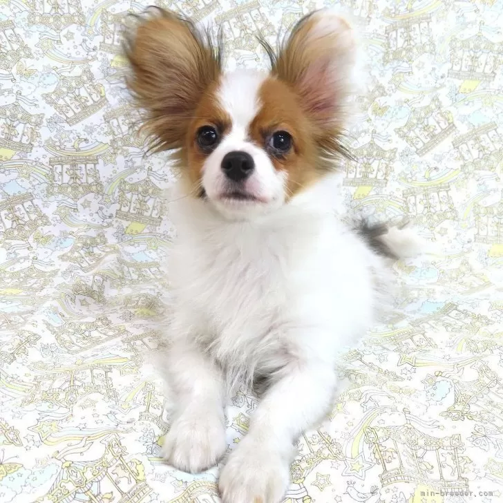 ID：2502-00192の子犬