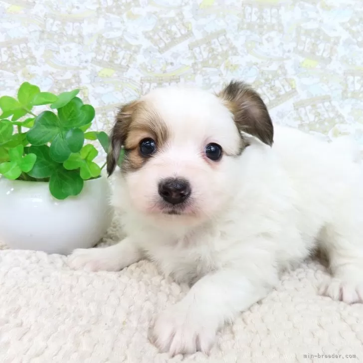 ID：2502-04561の子犬