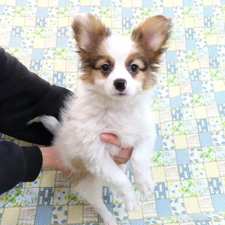 ID：2502-00195の子犬