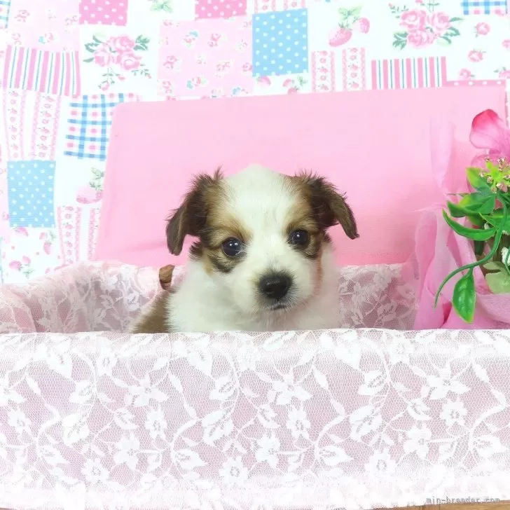 ID:2507-03728の子犬