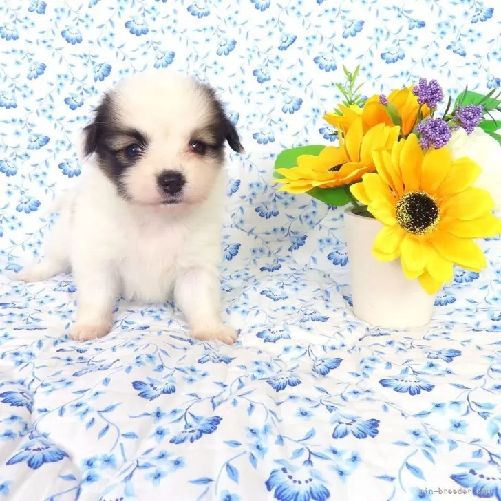 ID：2505-06132の子犬