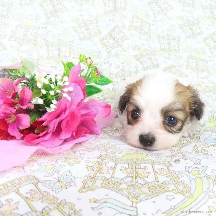 ID:2506-03688の子犬