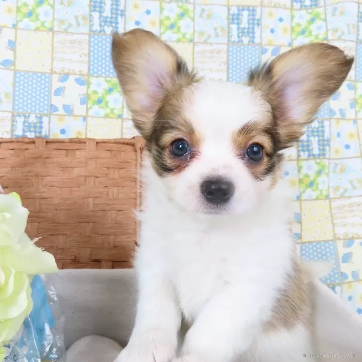 ID:2504-01578の子犬