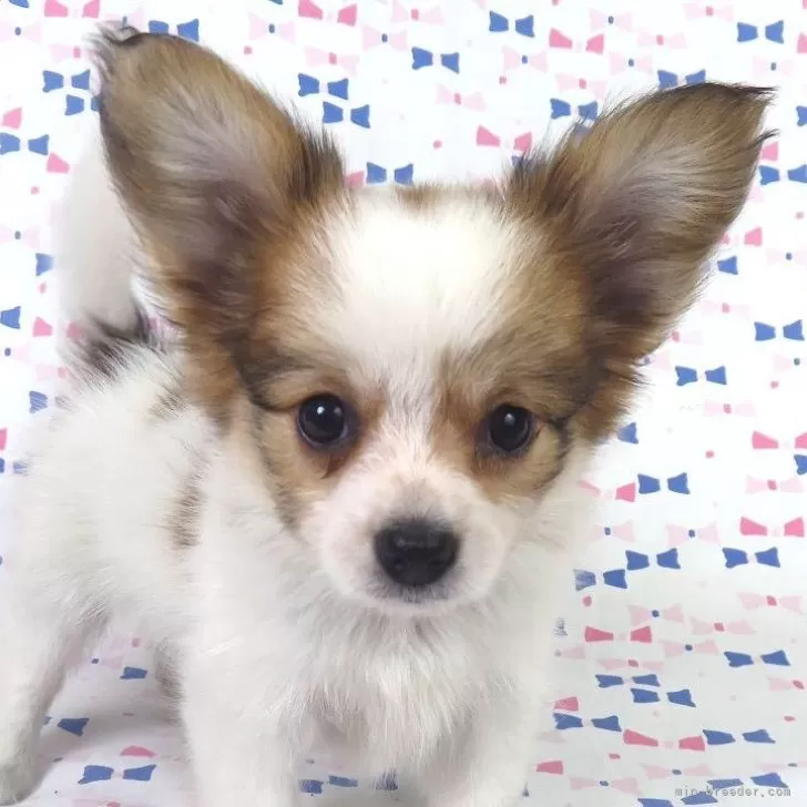 J.M 様のお迎えした子犬