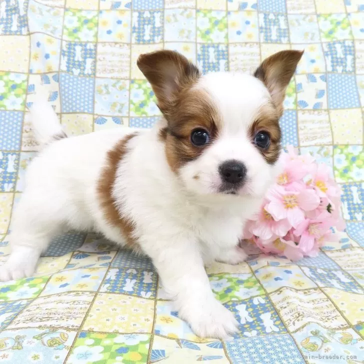 ID:2502-03820の子犬