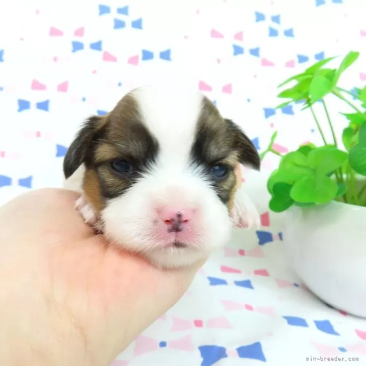 ID:2503-00959の子犬