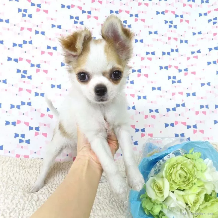 ID：2411-07889の子犬