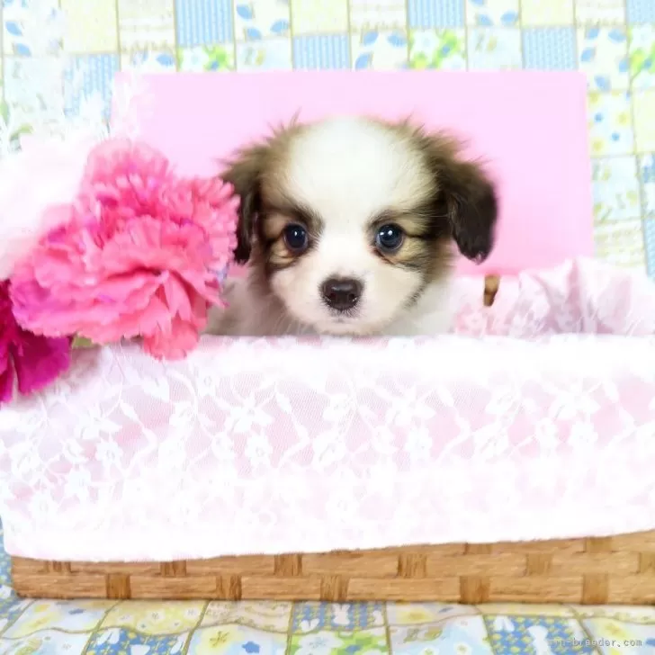 ID：2506-03694の子犬