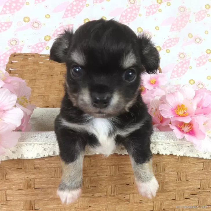 チワワ(ロング)【千葉県・男の子・2026年2月16日・ブラックタン&amp;ホワイト】の写真1「3/17現在の体重は0.575ｋｇです。」