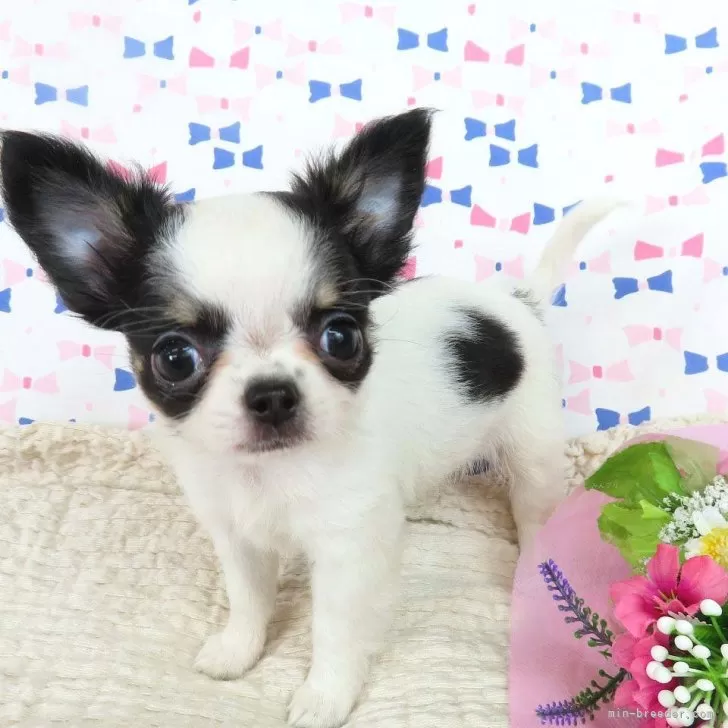 ID:2411-04178の子犬