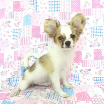 パピヨン【千葉県・女の子・2025年5月8日・ホワイト&レッドセーブル】の写真「日本で一番歴史のあるパピヨンブリーダー」