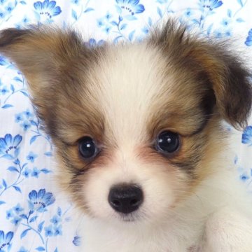 パピヨン【千葉県・男の子・2025年9月1日・ホワイト&レッドセーブル】の写真「日本で一番歴史のあるパピヨンブリーダー」