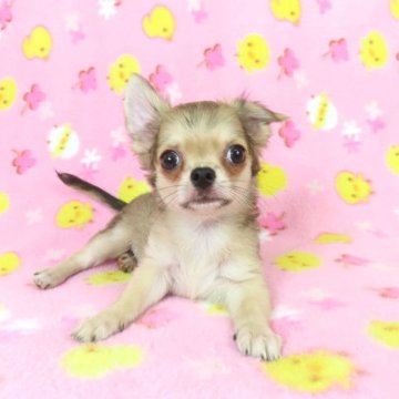 チワワ(ロング)【千葉県・男の子・2025年6月11日・フォーン】の写真「日本で一番歴史のあるパピヨンブリーダー」