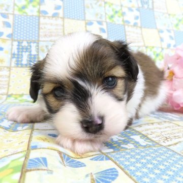 パピヨン【千葉県・男の子・2025年2月8日・ホワイト&レッドセーブル】の写真「日本で一番歴史のあるパピヨンブリーダー」
