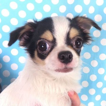 チワワ(ロング)【千葉県・女の子・2025年6月11日・ホワイト&ブラックタン】の写真「日本で一番歴史のあるパピヨンブリーダー」