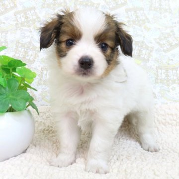 パピヨン【千葉県・男の子・2025年3月13日・ホワイト&レッドセーブル】の写真「日本で一番歴史のあるパピヨンブリーダー」