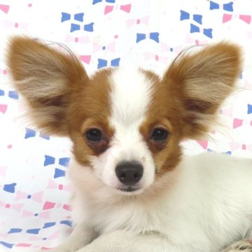 パピヨン【千葉県・女の子・2025年5月22日・ホワイト&レッドセーブル】の写真「日本で一番歴史のあるパピヨンブリーダー」