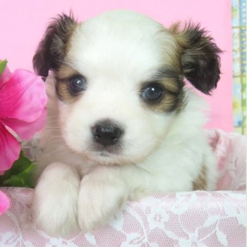 パピヨン【千葉県・男の子・2025年10月18日・ホワイト&レッドセーブル】の写真「日本で一番歴史のあるパピヨンブリーダー」