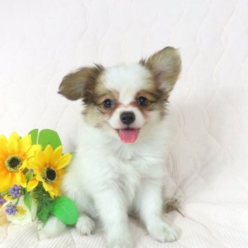 パピヨン【千葉県・男の子・2025年6月17日・ホワイト&レッドセーブル】の写真「日本で一番歴史のあるパピヨンブリーダー」