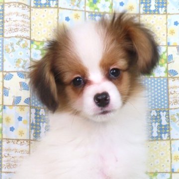 パピヨン【千葉県・男の子・2025年9月1日・ホワイト&レッドセーブル】の写真「日本で一番歴史のあるパピヨンブリーダー」