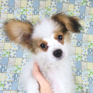 パピヨン【千葉県・男の子・2025年10月1日・ホワイト&レッドセーブル】の写真「日本で一番歴史のあるパピヨンブリーダー」