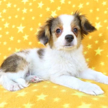 パピヨン【千葉県・男の子・2024年10月25日・ホワイト&レッドセーブル】の写真「日本で一番歴史のあるパピヨンブリーダー」