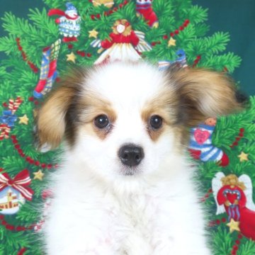 パピヨン【千葉県・男の子・2025年10月1日・ホワイト&レッドセーブル】の写真「日本で一番歴史のあるパピヨンブリーダー」