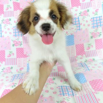 パピヨン【千葉県・男の子・2025年6月23日・ホワイト&レッドセーブル】の写真「日本で一番歴史のあるパピヨンブリーダー」