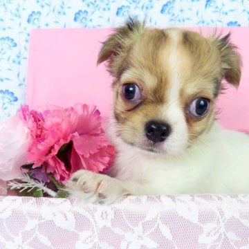 チワワ(ロング)【千葉県・男の子・2025年9月10日・ホワイト&レッド】の写真「日本で一番歴史のあるパピヨンブリーダー」