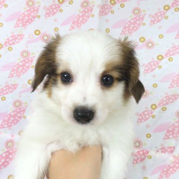 パピヨン【千葉県・男の子・2026年4月1日・ホワイト&レッドセーブル】の写真「日本で一番歴史のあるパピヨンブリーダー」
