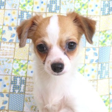 チワワ(ロング)【千葉県・男の子・2025年6月10日・ホワイト&ブラウン】の写真「日本で一番歴史のあるパピヨンブリーダー」