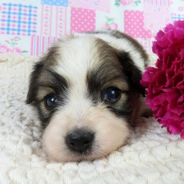 パピヨン【千葉県・女の子・2025年10月1日・ホワイト&レッドセーブル】の写真「日本で一番歴史のあるパピヨンブリーダー」