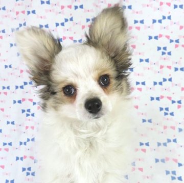 パピヨン【千葉県・男の子・2025年10月4日・ホワイト&レッドセーブル】の写真「日本で一番歴史のあるパピヨンブリーダー」