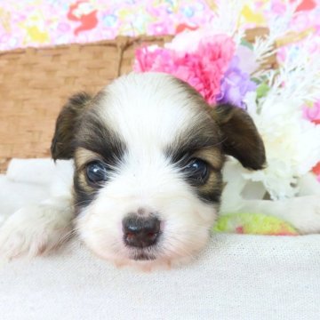 パピヨン【千葉県・女の子・2025年4月5日・ホワイト&レッドセーブル】の写真「日本で一番歴史のあるパピヨンブリーダー」