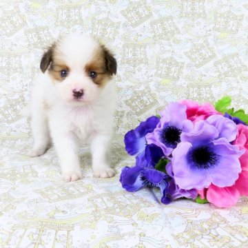 パピヨン【千葉県・女の子・2025年8月14日・ホワイト&レッドセーブル】の写真「日本で一番歴史のあるパピヨンブリーダー」