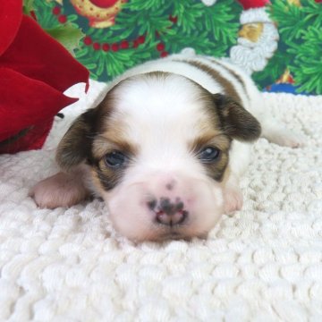 パピヨン【千葉県・女の子・2025年11月21日・ホワイト&レッドセーブル】の写真「日本で一番歴史のあるパピヨンブリーダー」