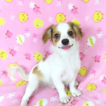 パピヨン【千葉県・男の子・2025年5月11日・ホワイト&レッドセーブル】の写真「日本で一番歴史のあるパピヨンブリーダー」