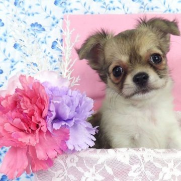 チワワ(ロング)【千葉県・女の子・2025年9月10日・ホワイト&レッド】の写真「日本で一番歴史のあるパピヨンブリーダー」