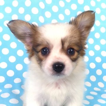 パピヨン【千葉県・女の子・2025年10月1日・ホワイト&レッドセーブル】の写真「日本で一番歴史のあるパピヨンブリーダー」