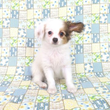 パピヨン【千葉県・女の子・2025年5月12日・ホワイト&レッドセーブル】の写真「日本で一番歴史のあるパピヨンブリーダー」