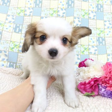パピヨン【千葉県・女の子・2025年2月4日・ホワイト&レッドセーブル】の写真「日本で一番歴史のあるパピヨンブリーダー」