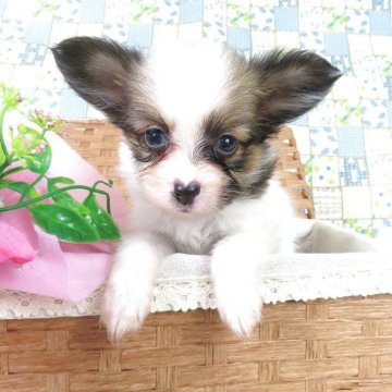 パピヨン【千葉県・女の子・2025年9月1日・ホワイト&レッドセーブル】の写真「日本で一番歴史のあるパピヨンブリーダー」