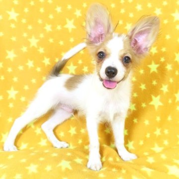 パピヨン【千葉県・男の子・2025年5月8日・ホワイト&レッドセーブル】の写真「日本で一番歴史のあるパピヨンブリーダー」