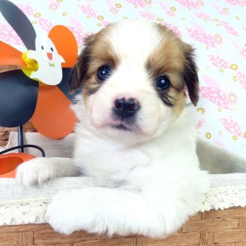 パピヨン【千葉県・女の子・2025年8月25日・ホワイト&レッドセーブル】の写真「日本で一番歴史のあるパピヨンブリーダー」