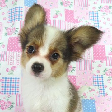 パピヨン【千葉県・男の子・2025年8月14日・ホワイト&レッドセーブル】の写真「日本で一番歴史のあるパピヨンブリーダー」