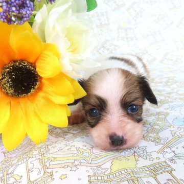 パピヨン【千葉県・女の子・2025年7月9日・ホワイト&レッドセーブル】の写真「日本で一番歴史のあるパピヨンブリーダー」