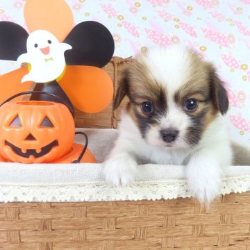 パピヨン【千葉県・男の子・2025年8月26日・ホワイト&レッドセーブル】の写真「日本で一番歴史のあるパピヨンブリーダー」