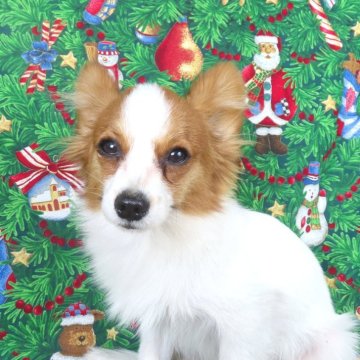 パピヨン【千葉県・男の子・2025年5月22日・ホワイト&レッドセーブル】の写真「日本で一番歴史のあるパピヨンブリーダー」