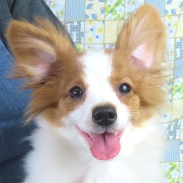 パピヨン【千葉県・女の子・2025年6月23日・ホワイト&レッドセーブル】の写真「日本で一番歴史のあるパピヨンブリーダー」